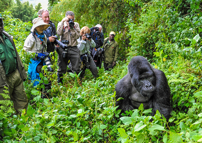 Unveiling the Thrill of Gorilla Trekking Tours A Journey into the Heart of the Wild